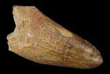 Cretaceous Fossil Crocodile Tooth - Morocco #122467-1